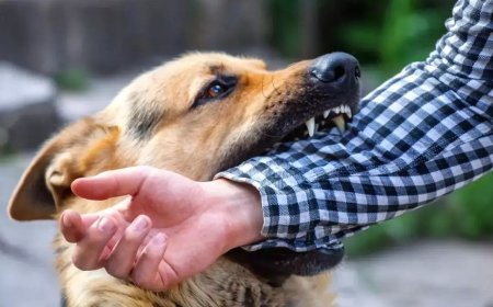 భద్రాద్రి కొత్తగూడెం జిల్లాలో కుక్క గోరు గుచ్చి రేబిస్ వల్ల యువకుడు మరణం