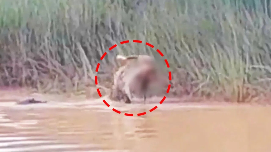 మొసలి దాడిలో మహిళ గల్లంతు – జాజ్‌పూర్ జిల్లా కాంతియా గ్రామంలో కలకలం