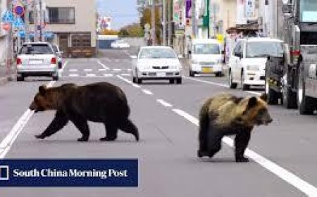 జపాన్‌లో ఎలుగుబంట్ల సంచారం: భయంకర పరిస్థితులు