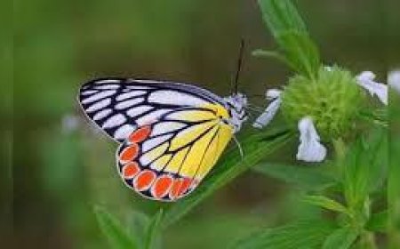 ములుగు అరణ్యంలో 80 అరుదైన సీతాకోకచిలుక జాతులు గుర్తింపు – తెలంగాణ జీవవైవిధ్యంలో కొత్త అధ్యాయం