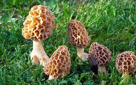 దేశంలోనే అత్యంత ఖరీదైన గుచ్చి పుట్టగొడుగులు.. కిలో ధరే లక్ష్యంగా!