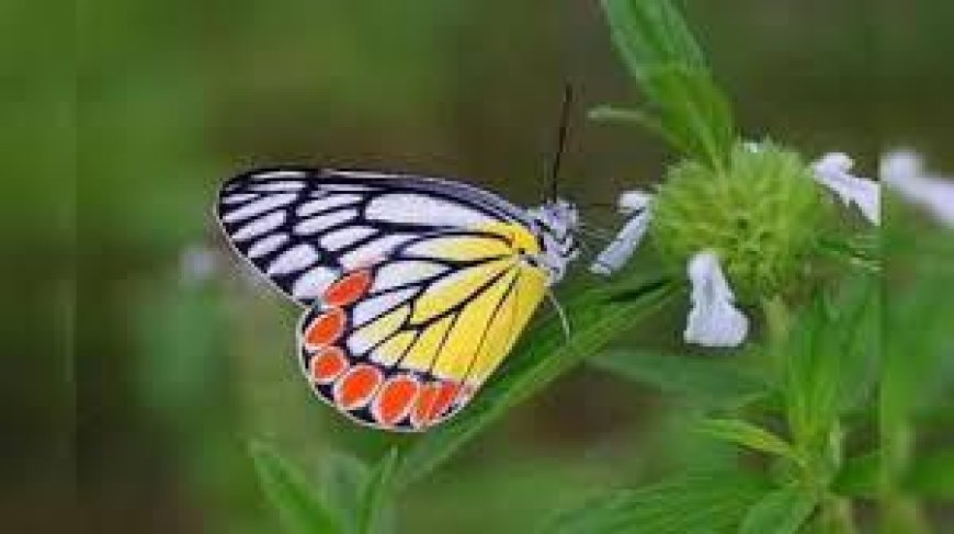 ములుగు అరణ్యంలో 80 అరుదైన సీతాకోకచిలుక జాతులు గుర్తింపు – తెలంగాణ జీవవైవిధ్యంలో కొత్త అధ్యాయం