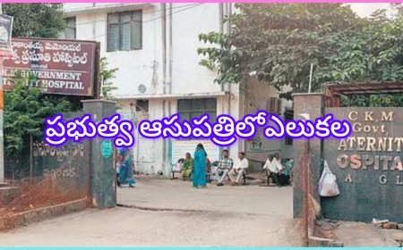 వరంగల్ సీకేఎం ప్రభుత్వ ఆసుపత్రిలో ఎలుకల బెడద…