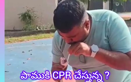 రస్సెల్ వైపర్‌కు ప్రాణం పోసిన అలీ అన్సారీ… గుజరాత్‌ను కదిలించిన అద్భుత సంఘటన!
