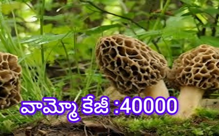 కిలో రూ. 40,000.. హిమాలయాల్లో మాత్రమే దొరికే ఈ అరుదైన పుట్టగొడుగుల కథేంటో చూడండి!