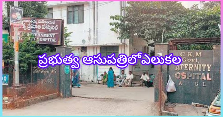 వరంగల్ సీకేఎం ప్రభుత్వ ఆసుపత్రిలో ఎలుకల బెడద…