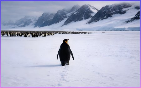 ఆ పెంగ్విన్ మంచి పర్వతాల వైపు ఎందుకు వెళ్తుంది ? 19 ఏళ్ల నాటికదా ఇది ?