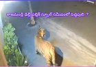 రాజమండ్రి శివారులో పెద్దపులి కలకలం: ఢిల్లీ పబ్లిక్ స్కూల్ కెమెరాలో పులి కదలికలు ..!