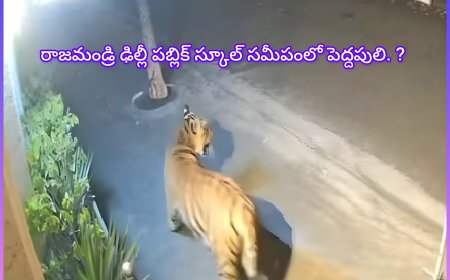రాజమండ్రి శివారులో పెద్దపులి కలకలం: ఢిల్లీ పబ్లిక్ స్కూల్ కెమెరాలో పులి కదలికలు ..!