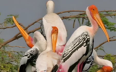 ఖమ్మంలో సైబీరియన్ కొంగల సందడి.. గ్రామానికి శుభ సూచకమంటున్న స్థానికులు