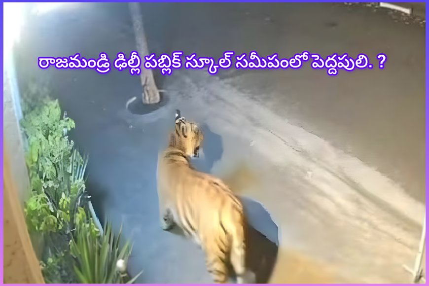 రాజమండ్రి శివారులో పెద్దపులి కలకలం: ఢిల్లీ పబ్లిక్ స్కూల్ కెమెరాలో పులి కదలికలు ..!