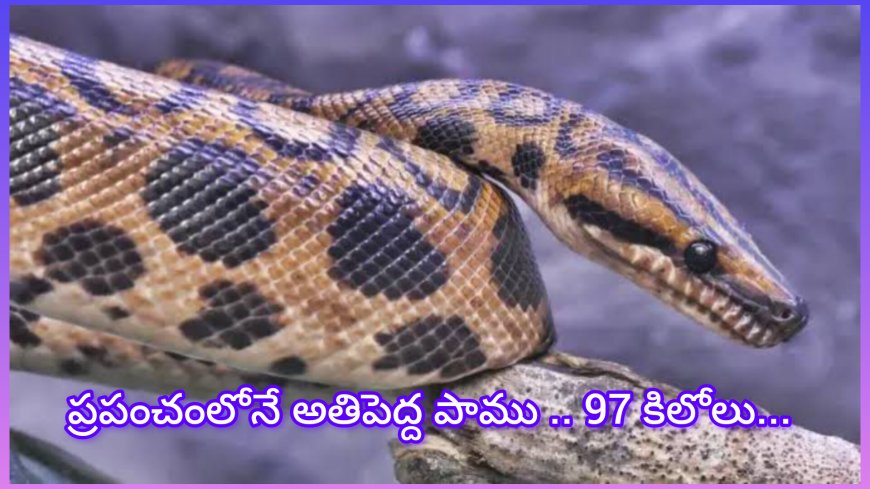 ప్రపంచంలోనే అతిపొడవైన కొండచిలువ… గిన్నిస్ వరల్డ్ రికార్డ్స్‌లో చోటు సంపాదించింది!