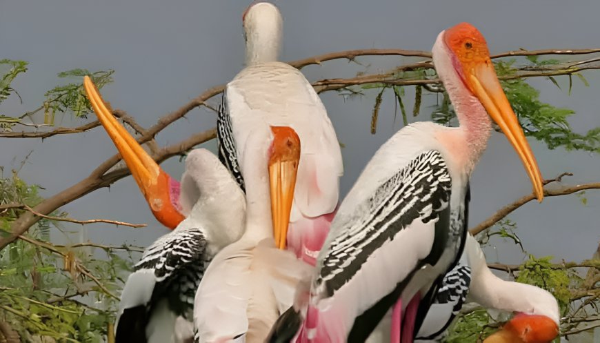 ఖమ్మంలో సైబీరియన్ కొంగల సందడి.. గ్రామానికి శుభ సూచకమంటున్న స్థానికులు